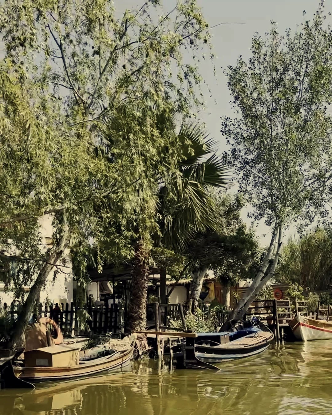 Barcas amarradas en un canal de El Palmar, en la Albufera, bajo los árboles